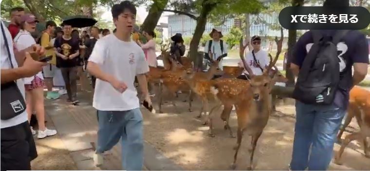 奈良の鹿を蹴る人